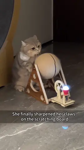 Why do cats sharpen their claws?#cat #catsoftiktok #foryoupage #funnyvideos #funny #cutecat 