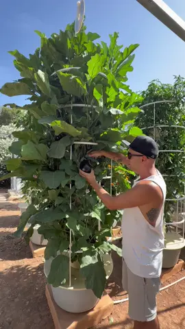 We’re vertically farming eggplants (aubergines) on aeroponic towers. From transplanting to the first harvest, it took 60 days of growth.  It’s important to limit planting to two seedlings per growing section, positioned on opposite sides. This prevents overcrowding, reduces competition for space, and maximizes air circulation. Using this method, we grow 18 eggplant plants per tower. Harvest the fruit regularly to encourage continuous production, and be sure to use a grow cage or support structure since eggplant branches can get heavy and need support as the fruit develops. We’re currently growing two varieties: 1. Thanos eggplants – A large, deep purple Italian variety known for its bold flavor and impressive size. 2. Shinkansen eggplants – A slender, fast-growing Japanese variety with glossy skin and a tender, mild flesh. #eggplant #aubergine #farming #agriculture #gardening #hydroponics #aeroponics #soilless