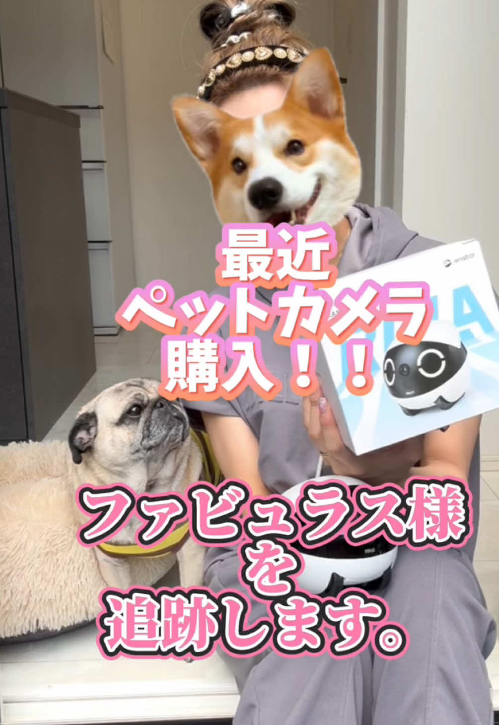 おーはーよみんな🤸❤️実は！ずっとこのタイプのカメラを探してたのですが教えてもらいゲットしました😤🩷 ファビュラス様を追跡してみた動画をお伝え致します😤😤🫡 #ペコピノさっちゃん#パグ#購入品紹介#日常vlog#ペットカメラ#ローラ#rolamini#防犯カメラ#ファビュラス様#鼻ぺちゃ犬