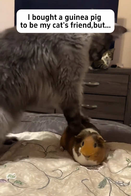 Funny cat and other animals 🤣🤣#cats #catsoftiktok #funnycat #funnytiktok #funnyvideos #foryou #tiktok 