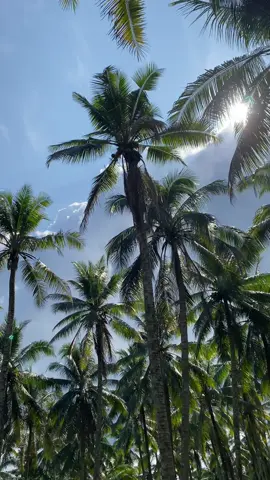 💸💸#petani kelapa🌴#petani muda#petaniindonesia🇮🇩🇮🇩🇮🇩🌿🌿 #pekerjakeras #pekerjakerasindonesia🇮🇩 #pejuangrupiah #kuli kelapa #impian kita bos muda#impian kita bos kelapa #kapal jambul#km cv berkat mandiri 77#perintisbukanpewaris #menyaalaahhabangkuuu🔥🔥 #fyppppppppppppppppppppppp 