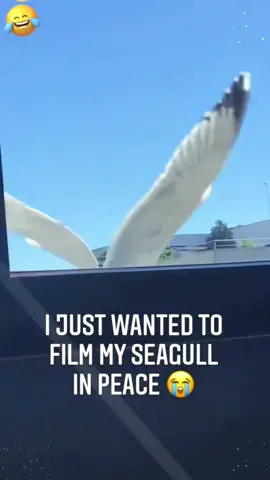 Funny seagull#fyp #tiktok #funnyvideos #Foryou #funny #happy #funnytiktok #funnyprank #hahaha 