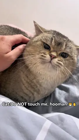 Why Cats Say 