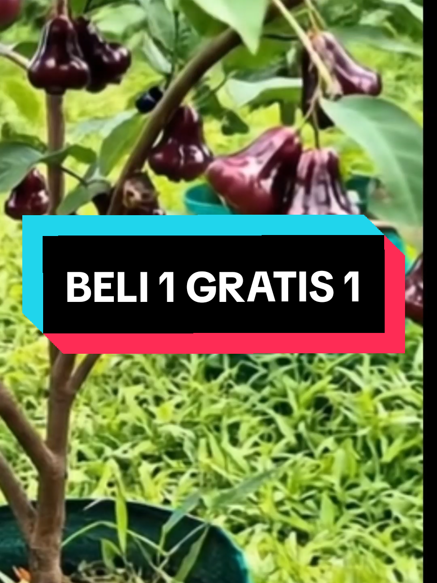 Beli 1 Gratis 1 ( Dapat 2 ) Bibit Jambu Air Black Diamond #bibitjambuair #jambuairblackdiamond #bibitjambuairsiaptanam #petaniindonesia🇮🇩🇮🇩🇮🇩🌿🌿 #bisnismillenial #petanimodern #petanimilenial #bibitmurah77 #fyp 