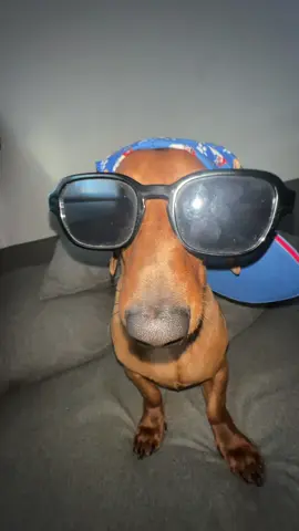 Mr. Oso 🐻 😎#LIVEIncentiveProgram #LIVEConnection #PaidPartnership #videoviral #trend #fyp #foruyou #viral #mydog #foryoupage❤️❤️ #salscicha #dashaundsoftiktok 