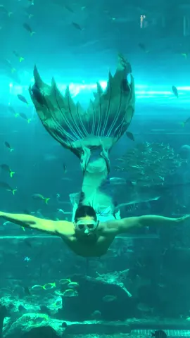 Thì ra chàng tiên cá có thật 🧜‍♂️#tienca #vinwonders #vinwondersphuquoc #thuycungphuquoc #phuquoc 