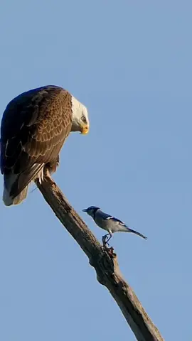Bald Eagle watches sassy Blue Jay #baldeagle #baldeagles #eagle #eagles #jay #bluejay #bluejays #eaglesoftiktok #birdvideos #cutebirds #birdsoftiktok #birdsounds #bird #creatorsearchinsights #birds #birdwatching #birds #birding #birdingtiktok 