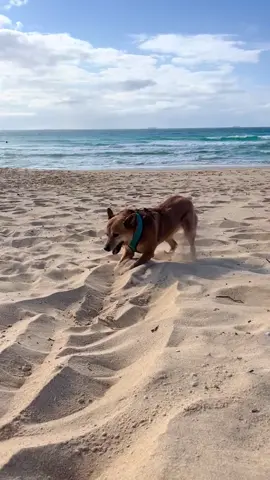why relax when you can dig? (ig fleandfriends) #dog 