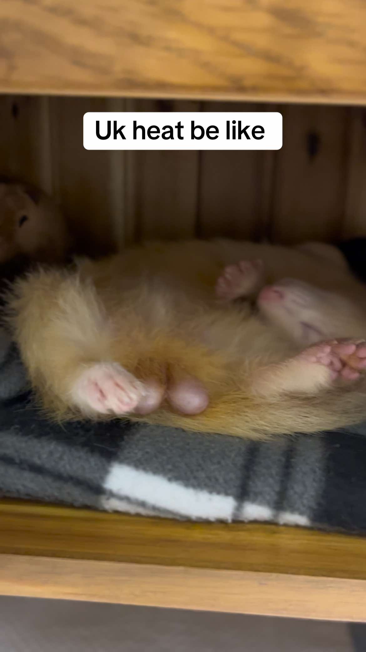 It’s too hot I agree 😂🐻‍❄️🐾 ☀️ #ferret #uk #ferretsoftiktok #ferrets #ferretsforever #ferretsareawesome #fyp #foryou #PetsOfTikTok #pets #ferretslove #foryoupagе #hot #sunny #heatwave 