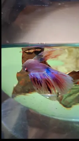 day 2 || Terimakasih atas saran nya kaka² semua🙏 doain ya mudah²an cupink aku sehat terus💖 #cupangpink #pecintacupanghias #fyp #bettafish #ikancupang #cupanghiasindonesia 