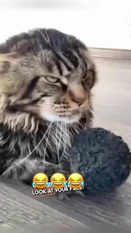 Try not to laugh: animal edition 🤣🤣🤣 #dogsoftiktok #catsoftiktok #PetsOfTikTok #voiceover 