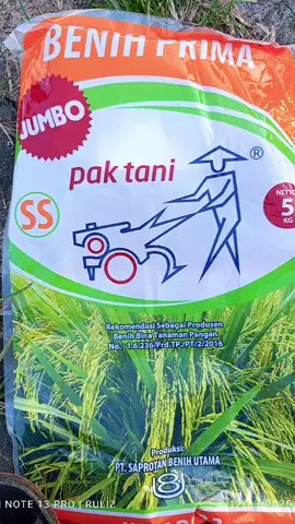 Perjalanan panjang#inpari32 #kreatortiktok #semangatbolo #petanimuda #motivasihidup #Padi #swasembadapangan #petanimillenial #inpari32 #CapCut #petaniindonesia 