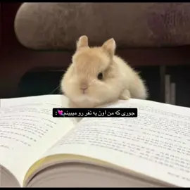 خرگوش😭🤏🏻 #فوریو_پاشم_بیام_جرت_بدم #فوریو_نظری_به_حال_ما_کن #فوریووووووووووووووووووووووووووووو 