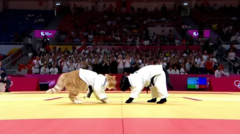 #cats #ai #catolympics 
