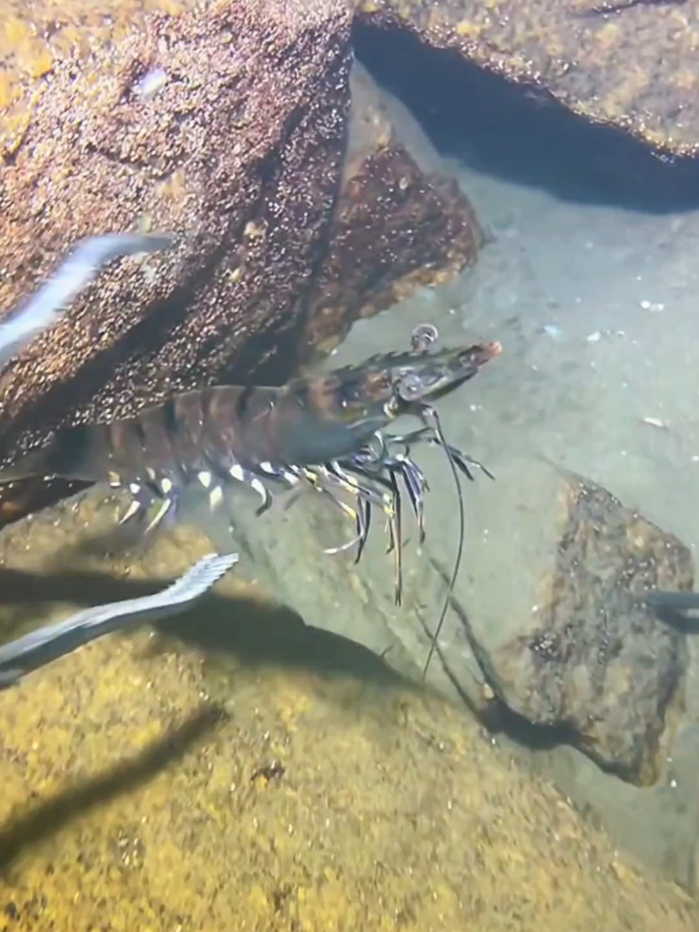 #diving #crab #catchthesea #seaside #seafood #fish #eel #lobster #seangsolofishing