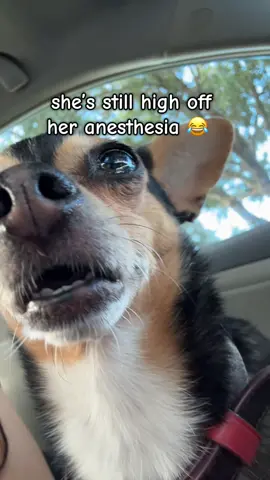 my poor baby 😂  #dog #dogsoftiktok #dogsvideo #chihuahua #chihuahuastiktok #chihuahuas #dogs #doglover #dogmom 