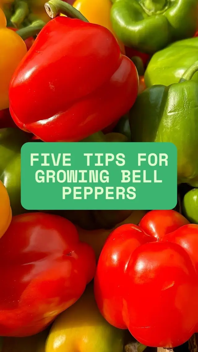 Bell peppers are the easiest veggie to start with! They love the sun, don’t need much, and grow great in pots or garden beds. If you’re just getting into gardening, this is your sign to plant some peppers! Fresh, colorful, and way tastier than store-bought. You got this! #beginnergardener #vegetablegarden #growyourownfood #gardeningtips #diygarden #gardeningforbeginners #gardening101 #gardener #organicgardening 