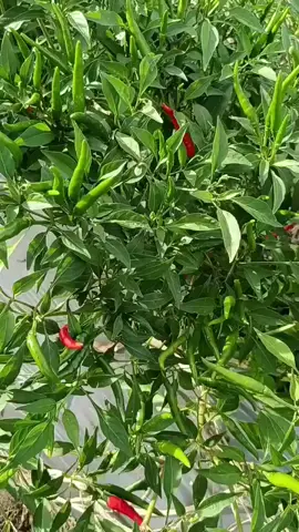 Red Hot F1 seeds chili seeds #chiliseeds #seeds #chili 