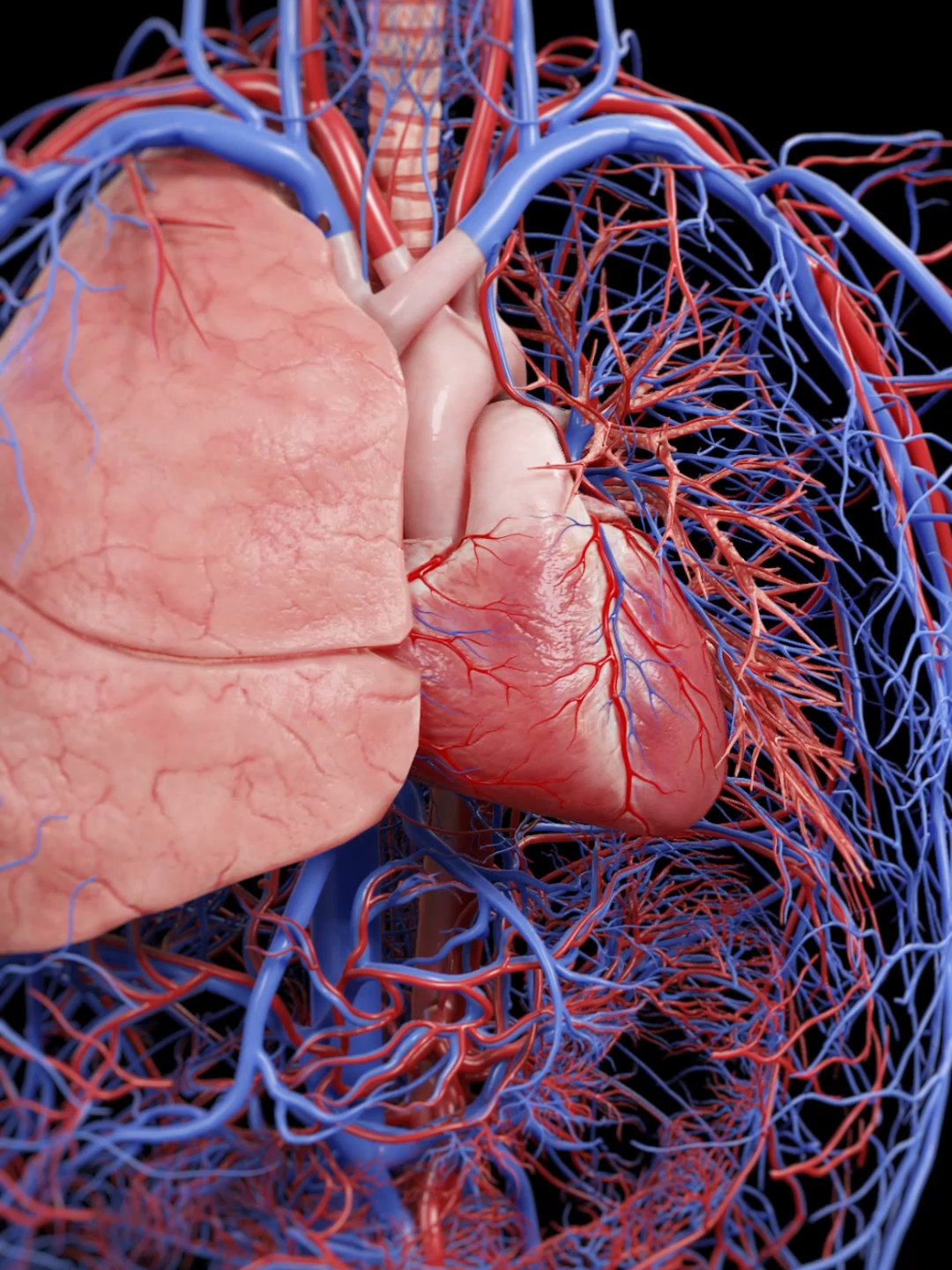 Your lungs take in oxygen — but it’s the heart and vessels that deliver it. This 3D animation shows how blood flows from the heart to the lungs and back, powering the entire body. Based on SciePro’s 3D anatomy model. Available for B2B licensing — link in bio. #science #medical #meded #3d #3dmodel #zbrush #sciart #medart #medstudent #anatomy #animation #scicomm #med #cardiorespiratory #heartandlungs #circulation