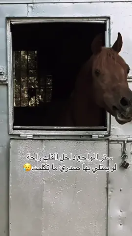 #تبارك_الله_احسن_الخالقين #خيل_وخياله🐎 #خيل_عربي_اصيل🐎🐎 #فرسان #اقتباسات📝 #اقتباسات_عبارات_خواطر🖤🦋❤️ #اعادة_النشر🔃 #هاشتاقات_تيك_توك_العرب #اكسبلورexplore 
