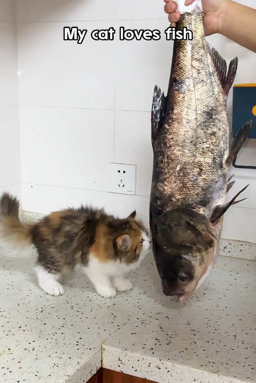 #catsoftiktok #catlover #cat #tiktok #cats #meme #fish #fishtoy #pettoysale #cateating #cateatingasmr #anxiouscat #cattoy #tiktokshop #poorbaby 