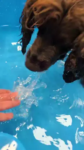 #BingoAkıllıKapsül #loveofdogs #gorgeous #together #dogsoftiktok 