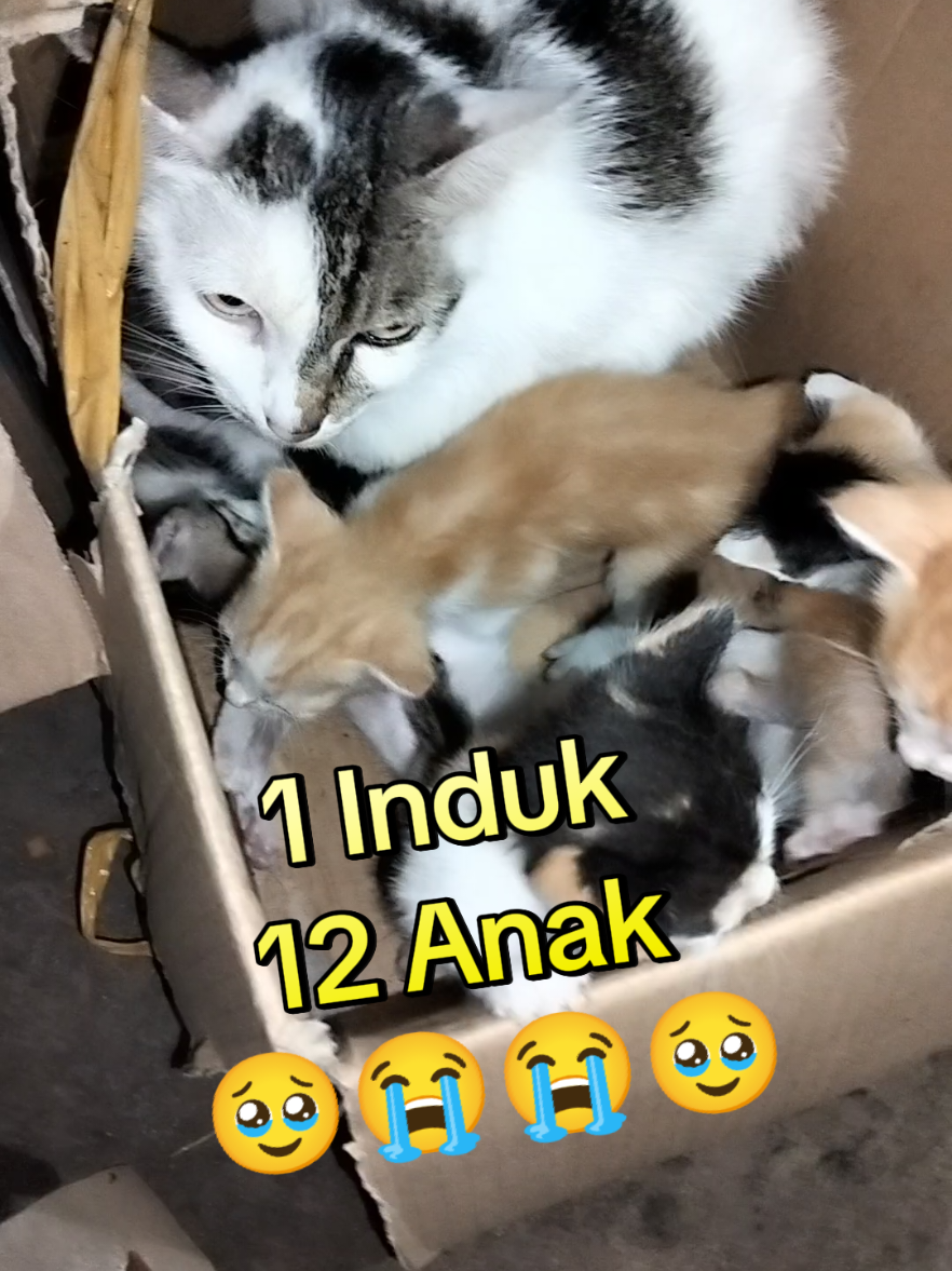 Ini adalah kisah tentang induk kucing yang dibuang dan anak2 kucing yang terlantar. Sang induk awalnya dibuang di pasar bersama 4 anaknya. Mereka tetap bisa bertahan dengan damai dalam pengawasan cat lover yg sering di pasar tsb.  Esok hari ada bayi2 kucing yg dibuang tanpa induk. 2 hari berturut2. Karena tidak ada induknya maka bayi2 tsb dinunutkan ke si induk yg baik hati. Alhamdulillah, sampai saat ini sang induk masih bertahan dgn 12 anaknya. 😭😭😭🥹🥹🥹 Semoga kau tetap mampu bertahan ya puss.. Aku selalu ada di dekatmu.. 😻😻😻 #catlover  #streetfeeding  #kucingpasar  #kucingjalanan  #kucingliar  #kucingindonesia  #indukkucing  #bayikucing 