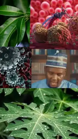 amfanin ganyen mangwaro da ganyen gwanda#dr_yahayya_abdullahi #viral #fypp #dr_yahayya_abdullahi #viral #fypp 