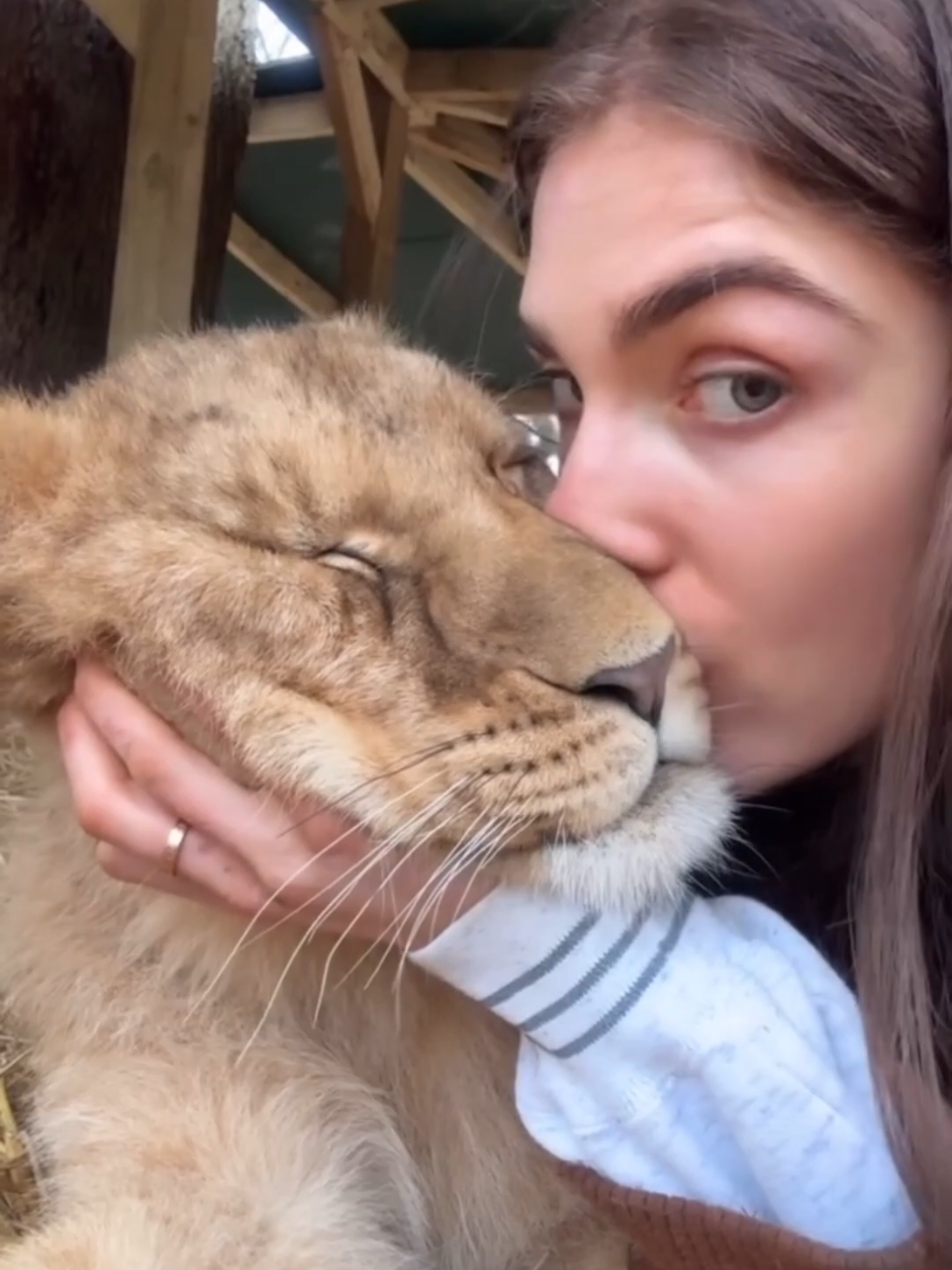 A couple adopted a ferocious little lion cub that lost its mother. #animalrescue #animals #animalshorts 