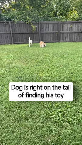Where could it be? 🤣 #afv #dogs #funny