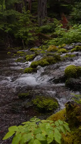 Looking beyond the dew-covered leaves to a serene creek cascading gently down the mossy hillside. The stillness of the moment, the soft trickle of water, and the fresh scent of rain-soaked forest create a peaceful, almost sacred feeling in the heart of nature. It’s in quiet scenes like this that the beauty of creation speaks the loudest 😌