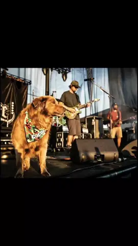 Good Boy. #cocoathetourdog #stickfigure 
