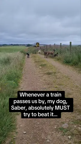 Saber had it at first I’m not gonna lie 😮🐶 #RoadTo18M #Pubity  (Kirsty via ViralHog)