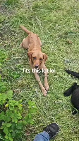 #happydogs #cantbuythis #dayslikethis #gundog #labrador #summertime #enjoyinglife #livingmybestlife #goldenretriever #germanshephard #stillhere #wellbehaveddog #keepsmegoing 