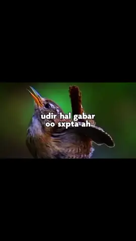 udir hal gabar oo sxpta ah #somalitiktok #ciyaalxamar #fypシ #foryoupage 