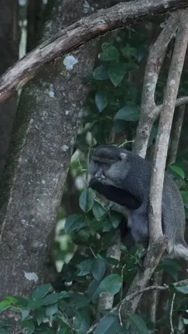 🌳Beautiful troop of Sykes monkeys🐒  #monkey #africa #forest 