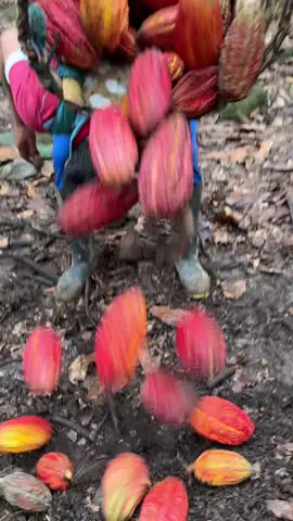 Así cosechó el cacao para hacer chocolate artesanal