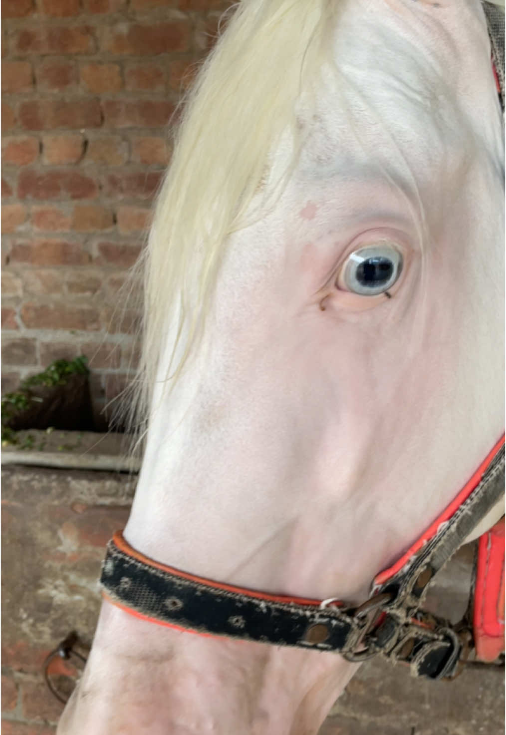 #foryou #foryoupage #viral #mashallah #animal #horse #🥀❤️🥀 