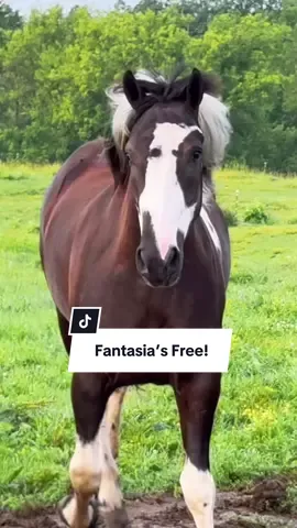 Fantasia is FREE!!! We turned her out into the field after quarantine. #newhorse #auctionhorse 