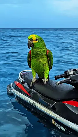 Cookie cookie Jet-ski #jetski #ocean #jetskivideos #cookie #animation #animação #cartoon #toons #desenhos #desenhosanimados 