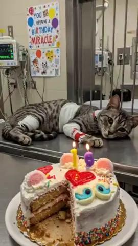 Feliz cumpleaños gatito  #sadcat #catsoftiktok #gatitos #sadness #birthday #catlover 