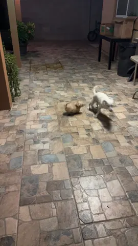 her partner of 13 years sent her a piece of him❤️  #dogsoftiktok 