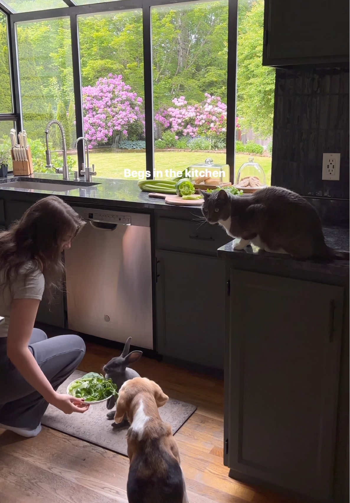 I only see 3 cats in this house 👀 #bunnies #cats #beagles 