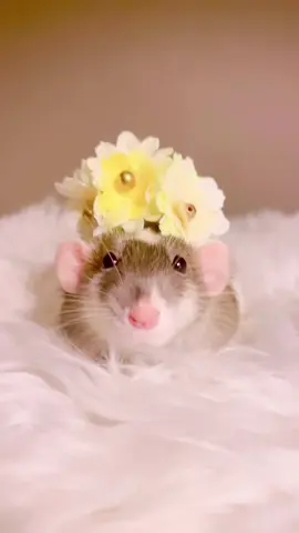 Makeup tutorial by: Toupée 💋💕 Learn how to contour your face with makeup and watch until the end for the final look! 😆🐭🌸 Stunning! #ratshavefeelingstoo #rat #rats #funnypets #mouse #petrats #cutepet #rattok  #cutepets #petlove #petrat #ratsoftiktok 