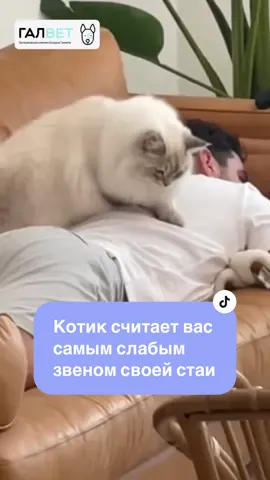 Котик считает вас самым слабым звеном своей стаи👇👇👇 Когда котик укладывается рядом, это не про уют и ласку. Это потому, что он не уверен, что вы вообще выживете без него.  Он ложится так, чтобы замаскировать ваш беспомощный запах своим. Вы умиляетесь, укрываете его одеялом и радуетесь, какой он милый. А он терпит.  Он не отдыхает — он работает. В его глазах вы не лидер и не хозяин, а огромный беспомощный детеныш, с которым вечно проблемы. 