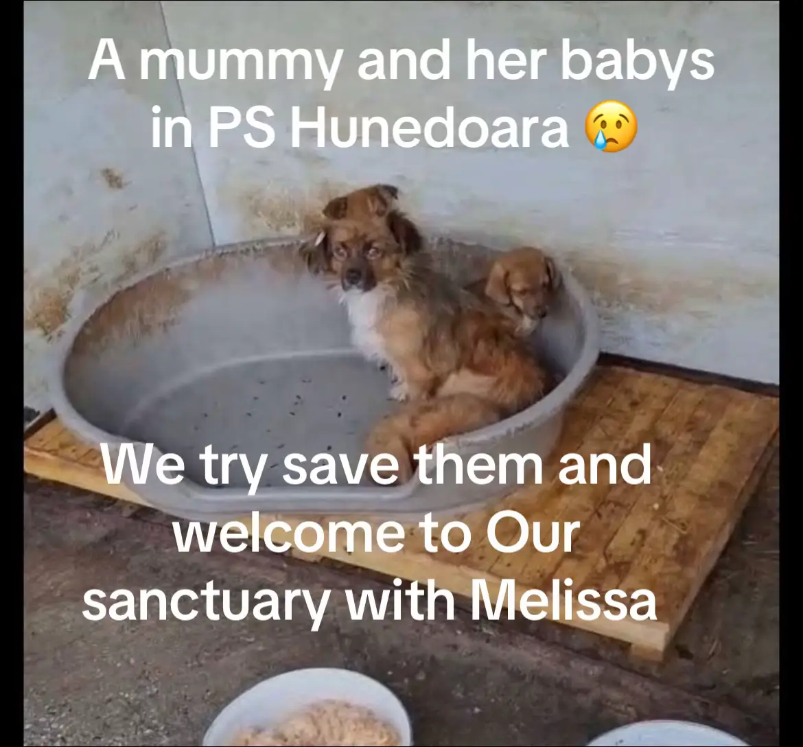 In Hunedoara Public shelter, for weeks and still there. The clock ticking on a mum and her babies. Melisa showed us the pictures, and we agreed to help. Having taken in 20 new dogs in the past week, space is tight, but how can we not find room, when the alternative doesn’t bear thinking about. If you can help them or any dogs in our care we are so grattful 🐾💜  Thank you 🐾