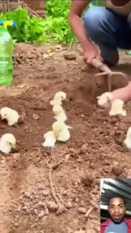 y mira toda la gallina que le nacieron #pollos #gallina #fpy #fortnite 
