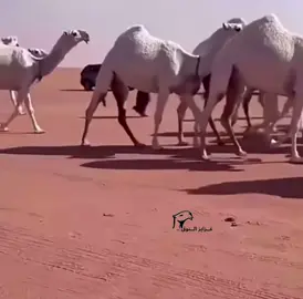 #غزايز_النووووق #مشالله_تبارك_الله 
