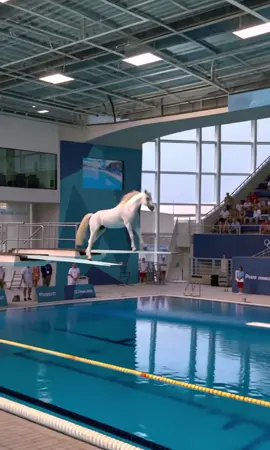 Horse olimpica #olimpiadas #horse #ai 
