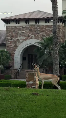 ‏صويِب الـغَزال اللي رعى عاليات النيف 🦌❣️.              #fyp #fy #explore #explorepage #بوظبي #gazelle #غزلان #اكسبلور #محمد_عبده #foryou #viral 